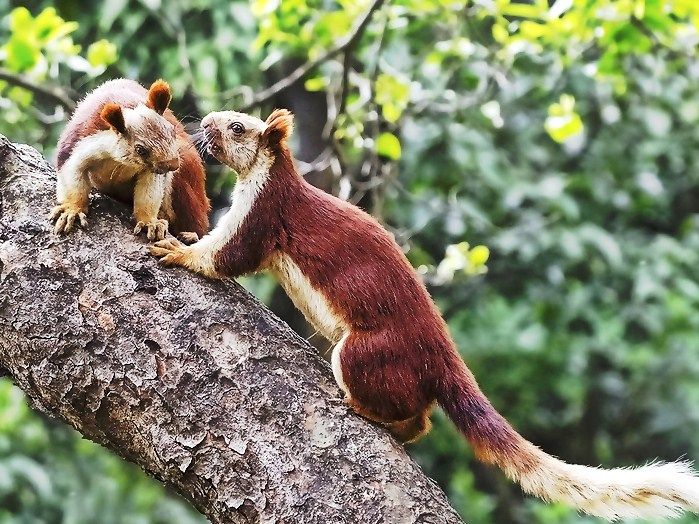 bhimashankar wildlife sanctuary