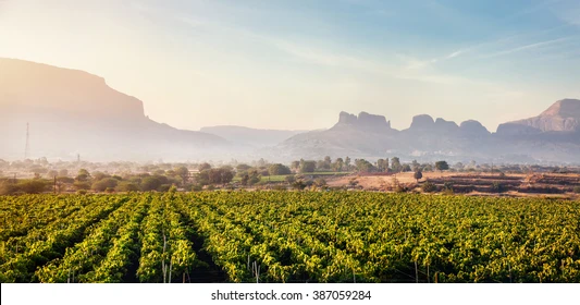 nashik vineyard